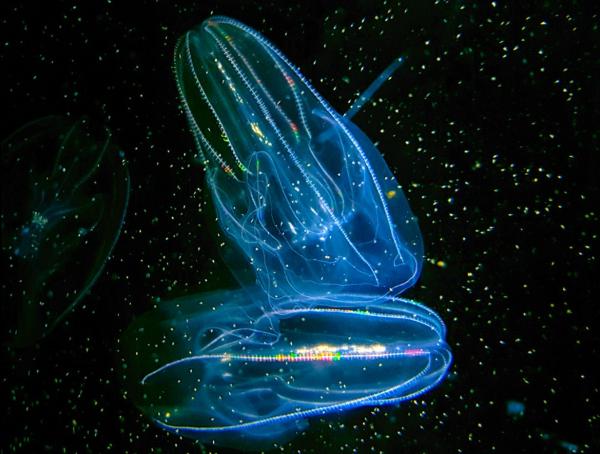Ctenophores: characteristics and examples - Characteristics of ctenophores