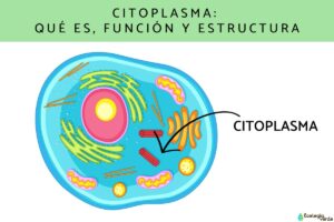 Cytoplasme: qu’est-ce que c’est, fonction et structure