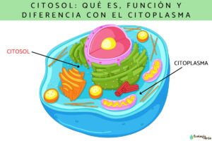 Cytosol: qu’est-ce que c’est, fonction et différence avec le cytoplasme