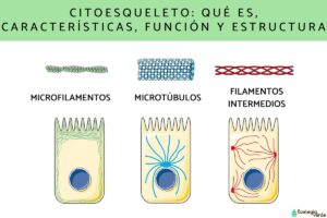 Cytosquelette : qu’est-ce que c’est, caractéristiques, fonction et structure