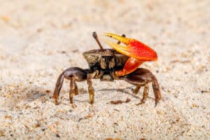 Depuis quand les crabes abandonnent-ils le chemin droit (pour marcher de côté) ?