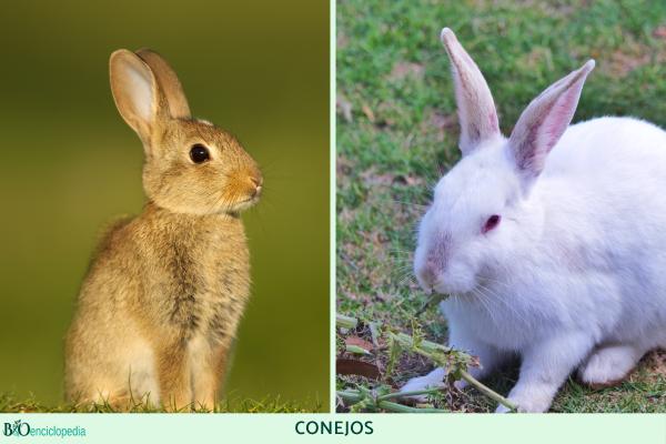 Difference between rabbit and hare - Characteristics of rabbits