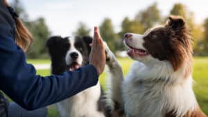 Dites-moi comment vous dressez votre chien et je vous dirai qui vous êtes : essayez le questionnaire