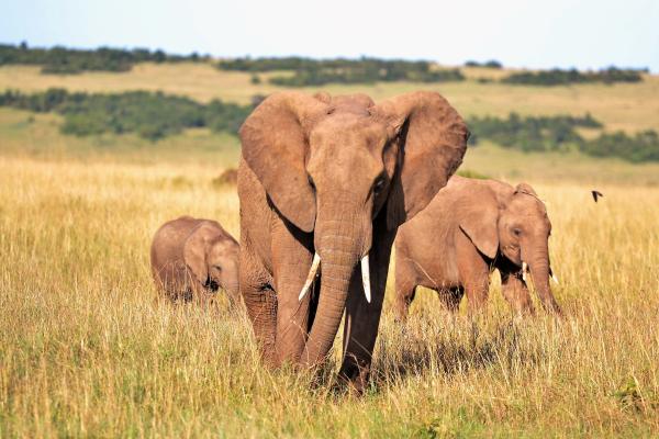 Endothermic animals: what they are and examples - African elephant (Loxodonta Africana)