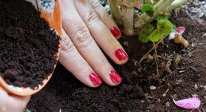 Façons d’utiliser le marc de café dans le jardin