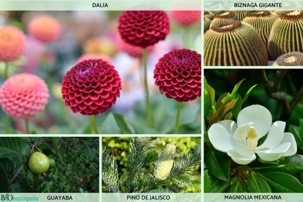Flora and fauna of Mexico - What species make up the flora of Mexico?