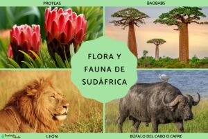 Flore et faune d’Afrique du Sud