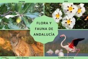 Flore et faune d’Andalousie