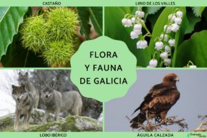 Flore et faune de Galice