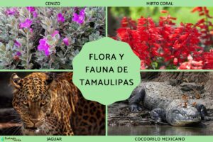 Flore et faune de Tamaulipas