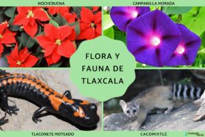 Flore et faune de Tlaxcala