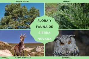 Flore et faune de la Sierra Nevada