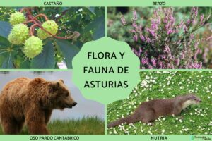 Flore et faune des Asturies