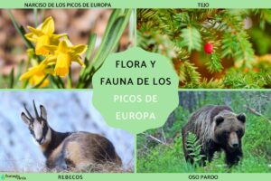 Flore et faune des Picos de Europa