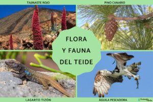 Flore et faune du Teide