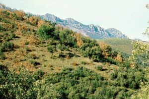 Forêt sclérophylle: qu’est-ce que c’est, climat et espèces