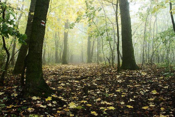 Forêt - Types de forêts selon l'impact de l'homme