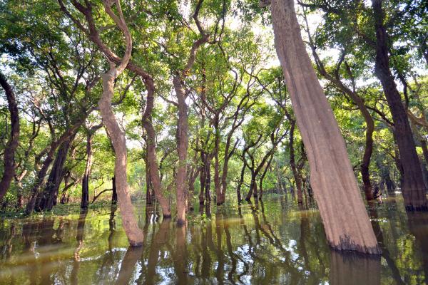 Forêts de plaine inondable : qu'est-ce qu'elles sont, caractéristiques, types et exemples - Que sont les forêts de plaine inondable et leurs caractéristiques