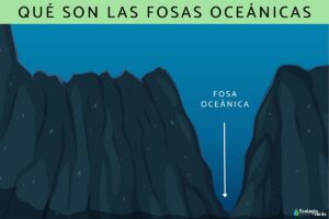 Fossés océaniques : qu’est-ce qu’ils sont, comment ils se forment, exemples et lequel est le plus profond