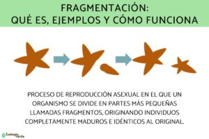 Fragmentation: qu’est-ce que c’est, exemples et comment fonctionne cette forme de reproduction asexuée