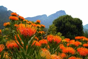 Fynbos: qu’est-ce que c’est, flore et faune