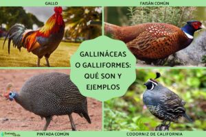 Gallinacées ou galliformes : qu’est-ce que c’est, caractéristiques, classification et exemples