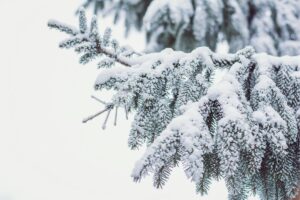 Granules de neige ou de cannelle : qu’est-ce que c’est et comment ils se forment
