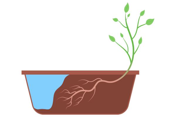 L'hydrotropisme : qu'est-ce que c'est, types et comment il se produit - Qu'est-ce que l'hydrotropisme ?