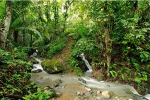 Jungles colombiennes : caractéristiques, flore et faune
