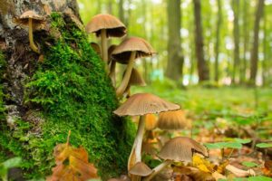 Kingdom Fungi: caractéristiques et classification