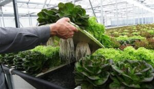La culture hydroponique, une agriculture plus écologique et durable