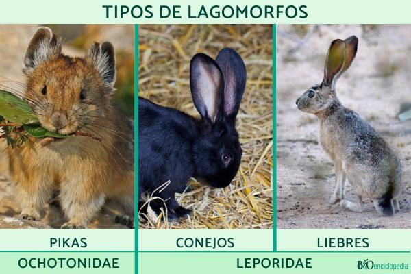 Lagomorphs: what they are, characteristics, types and examples - Types of lagomorphs