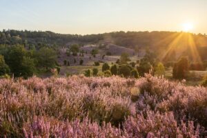 Landes: qu’est-ce qu’elles sont, types et importance