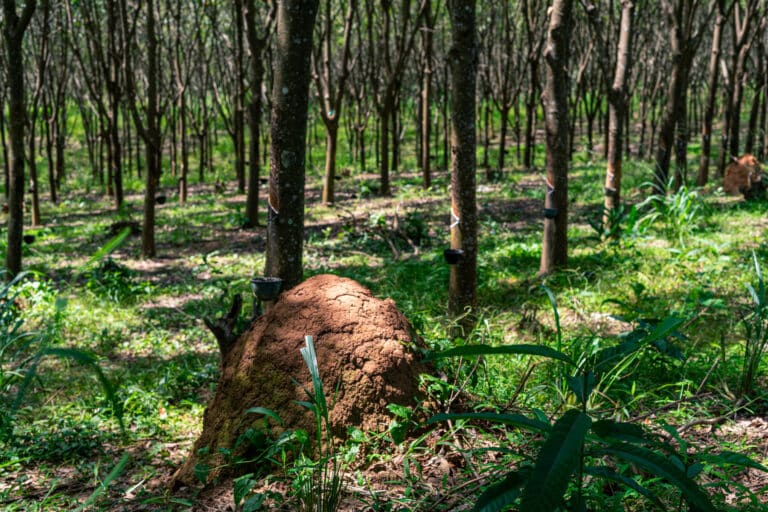 L'armée invisible : pourquoi les termites sont le « moteur » secret de ...
