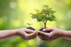 L’écologie: qu’est-ce que c’est, ses branches et ce que chacun étudie