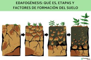 L’édaphogenèse: qu’est-ce que c’est, étapes et facteurs de formation du sol