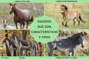 Les équidés: qu’est-ce que c’est, caractéristiques et types