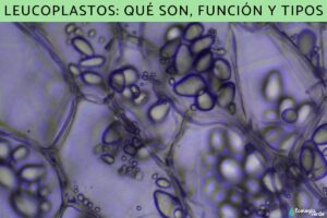 Leucoplastes : qu’est-ce qu’ils sont, fonction et types