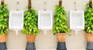 L’urine comme engrais écologique pour l’agriculture et le jardinage