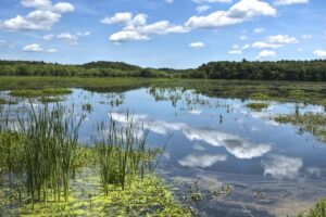 Marais: qu’est-ce que c’est, caractéristiques, comment il se forme, flore et faune