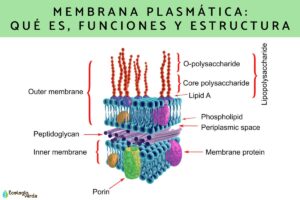 Membrane plasmique: qu’est-ce que c’est, fonctions et structure