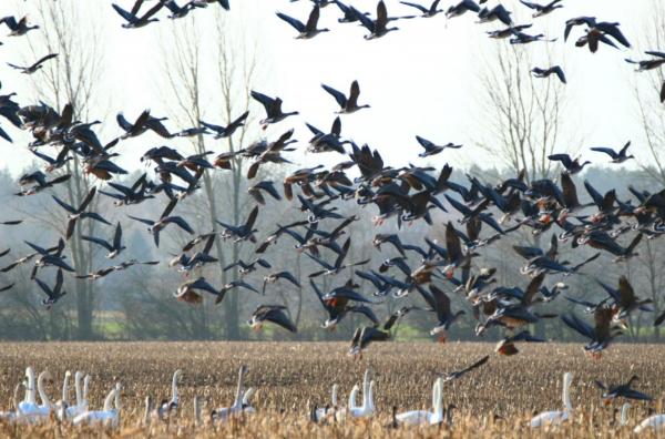 Migratory birds: what they are, characteristics and examples - What are migratory birds