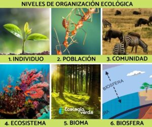 Niveaux d’organisation écologique: qu’est-ce qu’ils sont et exemples