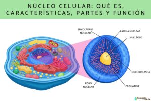 Noyau cellulaire: qu’est-ce que c’est, caractéristiques, parties et fonction