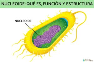 Nucléoïde: qu’est-ce que c’est, fonction et structure
