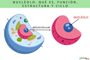 Nucléole: qu’est-ce que c’est, fonction, structure et cycle