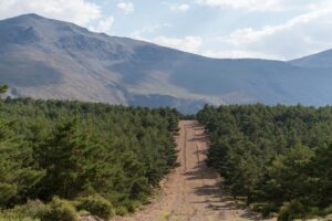 Pare-feu en forêt : qu’est-ce qu’ils sont, types et comment ils contribuent à prévenir les incendies de forêt