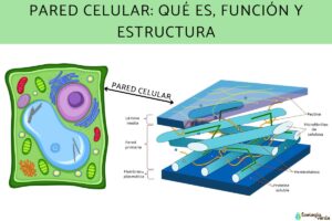 Paroi cellulaire : qu’est-ce que c’est, fonction et structure