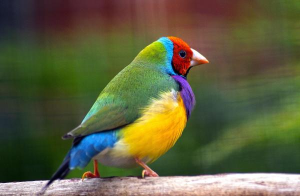 Passerines: what they are, characteristics and examples - What are passerine birds