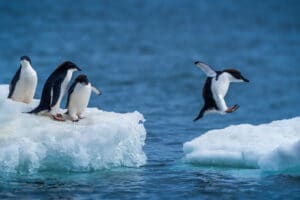 Penguins in search of ice: the extreme struggle to adapt to the changing climate